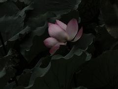 -荔湾湖公园