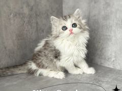 -小猫来了·猫舍(红山六九七九店)