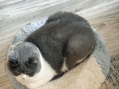 -宠爱国际动物医院·消化内科·心肾内科·ISFM猫友好(望京店)
