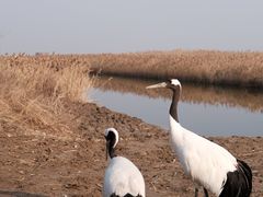 -盐城丹顶鹤湿地生态旅游区