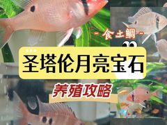 -中环花鸟鱼虫市场