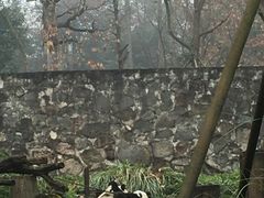 -都江堰中华大熊猫苑