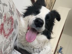 -宠福鑫康馨动物医院·骨科·眼科
