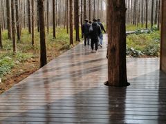 -黄海国家森林公园