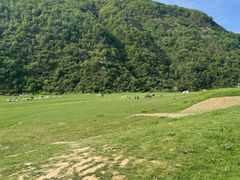 -狮子沟牧场