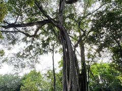 -瑞丽独树成林风景区