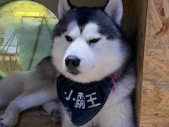 -Husky Go! 哈士奇体验馆·宠物咖啡厅狗咖