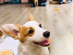 -浣熊柯尔鸭土拨鼠·电玩咖