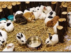 小萌兔们再特写-远洋未来广场(育慧北路店)