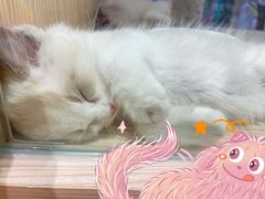 -屋虎猫馆(宝安大仟里店)