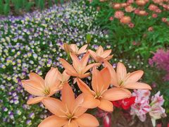 -深圳市中科院仙湖植物园
