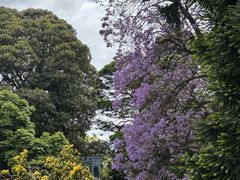 -墨尔本皇家植物园