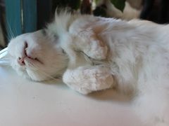 -Babycat私家御饼屋(龙头路一店)