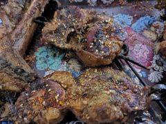 -新疆狼爷烤肉(宋庄店)