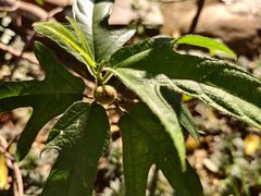 -广州神农草堂中医药博物馆
