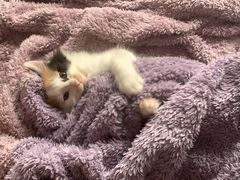 -艾贝尔宠物医院·24H转诊中心·肿瘤猫专科(江宁双龙店)