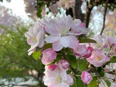 -海棠花溪(元大都城垣遗址公园)