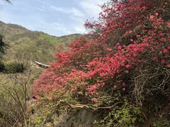 -木兰云雾山