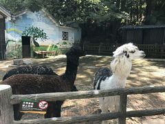 -昆明动物园