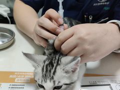 -伟伟宠物医院·瑞派猫友好医院·猫科(光谷店)
