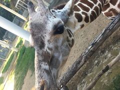 -清迈夜间动物园