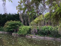 -嘉定紫藤园