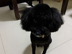 -芭比堂动物医院·心脏专科·夜诊·吉雅分院