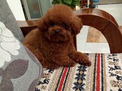 -萌兽医馆·犬猫专科·眼科中心·宠物医院(朝阳门分院)
