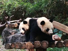 -广州长隆野生动物世界