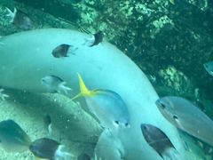 -悉尼海洋生物水族馆