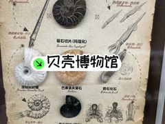 -青岛贝壳博物馆