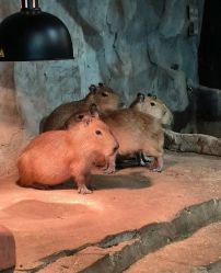 -Zoolung Zoolung动物主题公园(海信广场店)