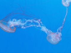 -大连老虎滩海洋公园