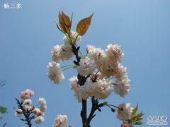 -南国桃园旅游度假区