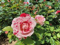 -莲池书院博物馆