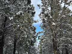 -原山国家森林公园