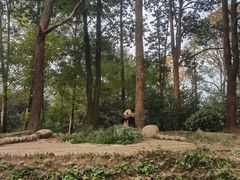 -中国大熊猫保护研究中心雅安碧峰峡基地