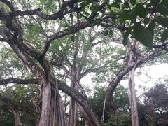 -瑞丽独树成林风景区