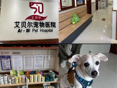 -艾贝尔宠物医院·24H转诊中心·肿瘤猫专科(江宁双龙店)