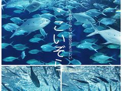 -上海海洋水族馆