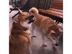 -柴犬高等学院·狗咖·柴犬售卖·宠物训练