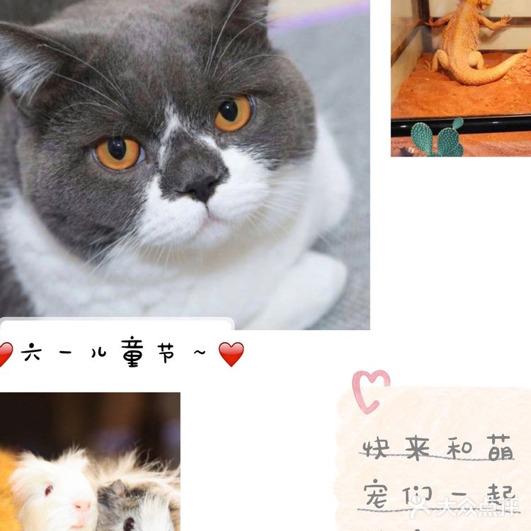 ☀️快来和萌宠们一起过六一吧☀️