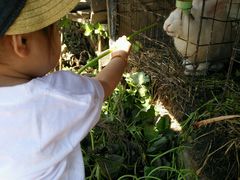 -樂桃源奉贤黄桃种植采摘基地