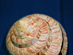 -青岛贝壳博物馆