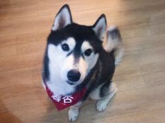 -Husky Go! 哈士奇体验馆·宠物咖啡厅狗咖