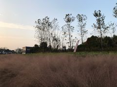 -杭州湾海上花田景区