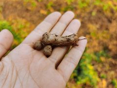 -解家河南菜(商鼎路店)