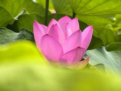 -莲花池公园