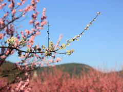 -林屋梅海青梅保护基地