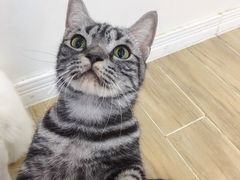 -李小姐の猫咖啡馆(五角场店)